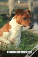 Plummer Terrier
