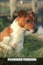 Plummer Terrier - Preview