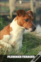 Capa do artigo Plummer Terrier
