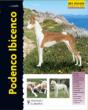 Podenco Ibicenco - Preview