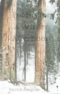 Poems For A Winter Afternoon - Preview