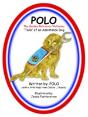 Polo The Golden Retriever/Achiever - Preview