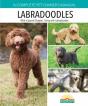 Pom Labradoodles - Preview