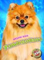Pomeranians - Preview