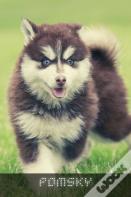 Pomsky