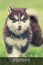 Pomsky - Preview