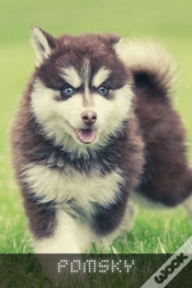 Capa do artigo Pomsky