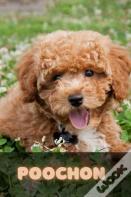 Poochon