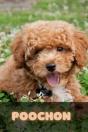 Poochon - Preview