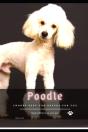 Poodle - Preview