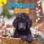 Poodle Puppies - Preview