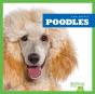 Poodles - Preview