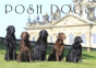 Posh Dogs - Preview