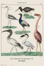 Poster Pajaros Vintage - Preview