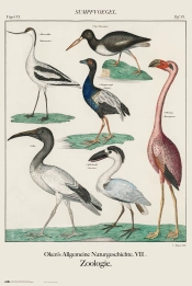 Capa do artigo Poster Pajaros Vintage