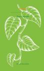 Pothos - Preview