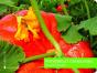 Potirons Et Cornichons - Preview