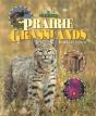 Prairie Grasslands - Preview