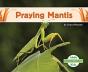 Praying Mantis - Preview