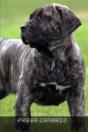 Presa Canario - Preview