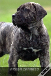 Capa do artigo Presa Canario