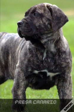Capa do artigo Presa Canario