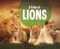 Pride Of Lions A - Preview