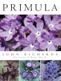Primula - Preview