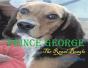 Prince George - Preview