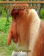 Proboscis Monkey - Preview