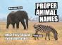 Proper Animal Names - Preview