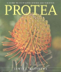 Protea - Preview
