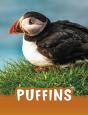Puffins - Preview