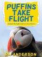 Puffins Take Flight - Preview