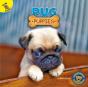 Pug Puppies - Preview