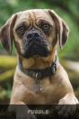 Puggle - Preview