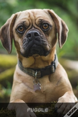 Capa do artigo Puggle