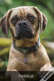 Capa do artigo Puggle