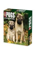 Pugs 2027 Box