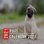 Pugs Calendar 2021 - Preview