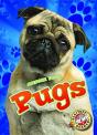 Pugs - Preview