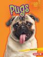 Pugs - Preview