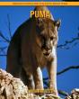 Puma - Preview