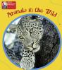 Pyp L1 Animals In The Wild Single - Preview