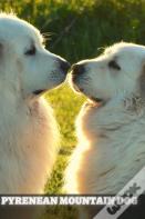 Pyrenean Mountain Dog