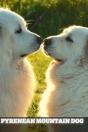 Pyrenean Mountain Dog - Preview