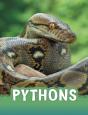 Pythons - Preview
