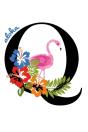Q Aloha - Preview