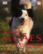 Quando os Cães Envelhecem - Preview