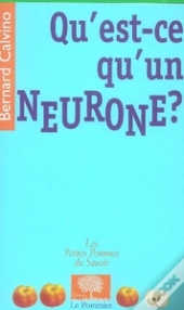 Qu'Est-Ce Qu'Un Neurone ?